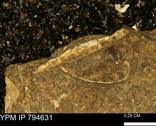 undet. Bivalvia