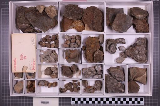 mixed taxa, stratigraphic collection