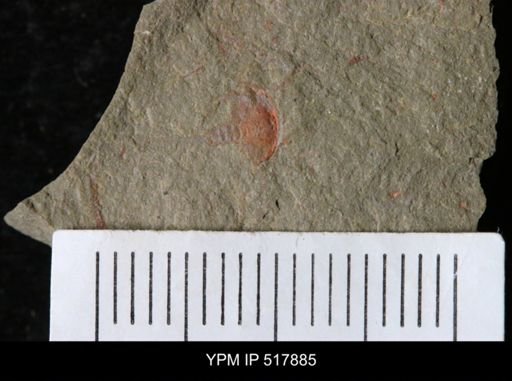 undet. Xiphosurida