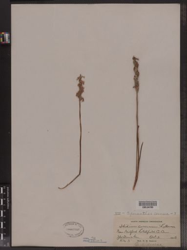 Spiranthes cernua