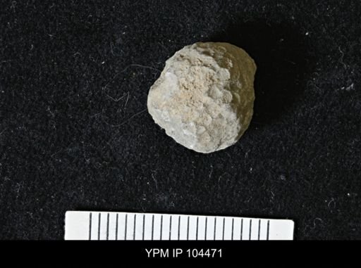 Favosites forbesi