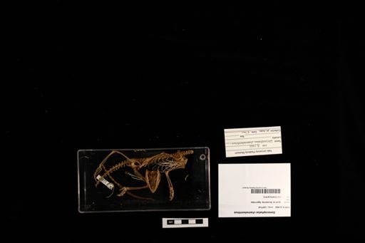 Gonocephalus chameleontinus