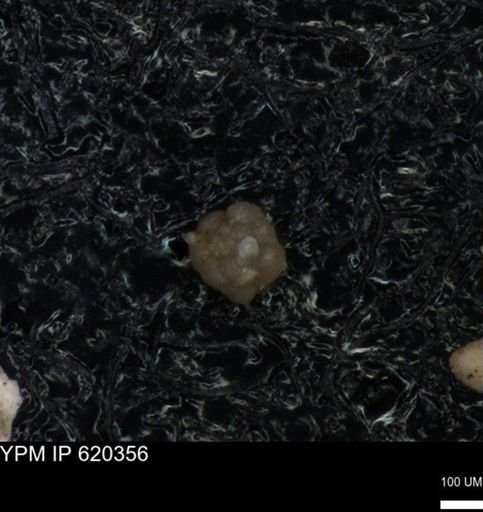 undet. Foraminiferida