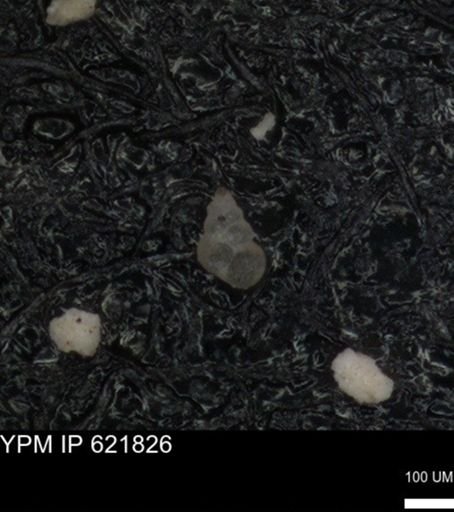 undet. Heterohelicidae