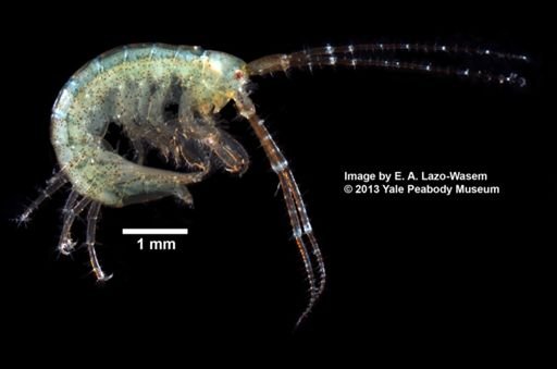 Ampithoe longimana