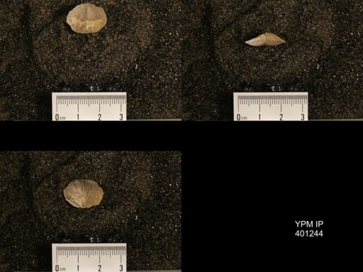 Orthis (Plectorthis) dichotoma