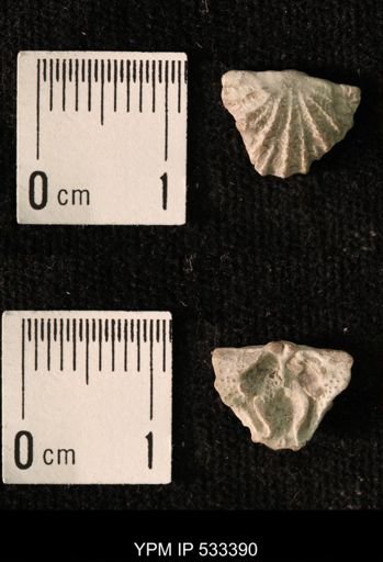 Katastrophomena sp.
