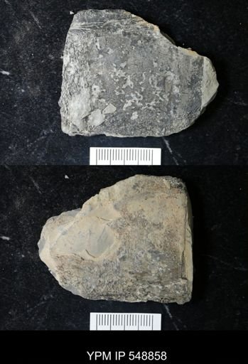 undet. Eurypterida