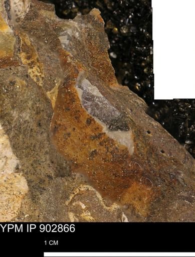 undet. Mollusca