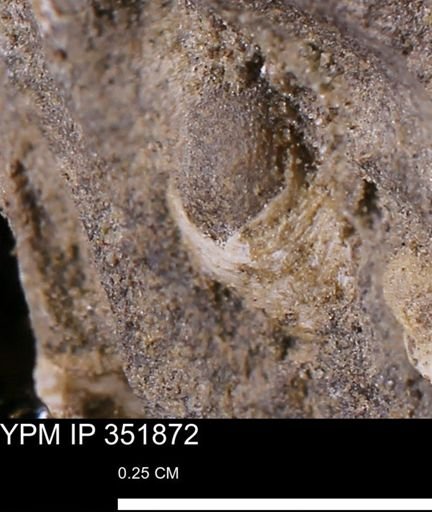 undet. Bivalvia