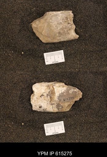 Baculites sp.