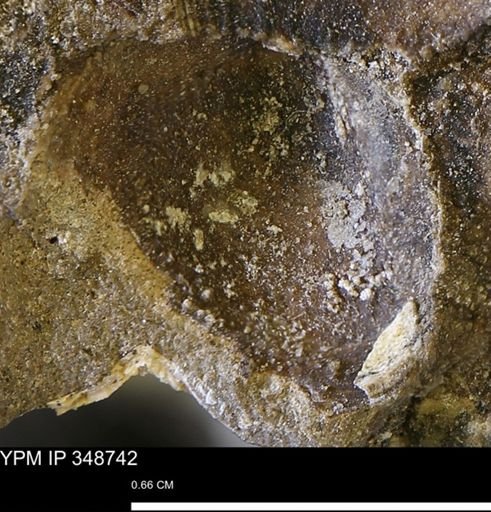 undet. Bivalvia