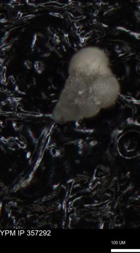 undet. Foraminiferida
