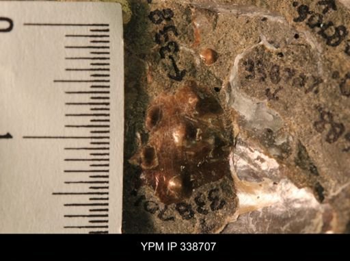 Protocardia subquadrata