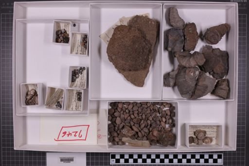 mixed taxa, stratigraphic collection