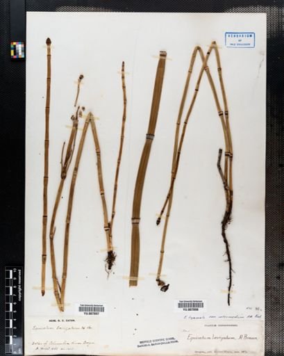 Equisetum hyemale