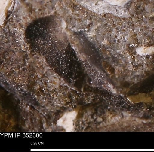 undet. Mollusca