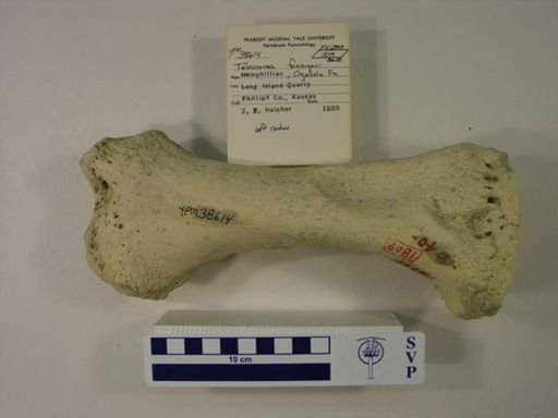 Teleoceras fossiger
