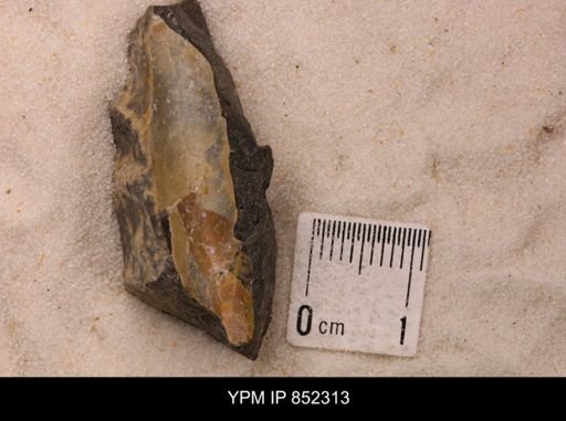 Baculites sp.
