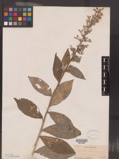 Lobelia siphilitica