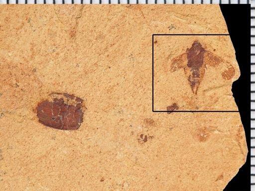 undet. Auchenorrhyncha