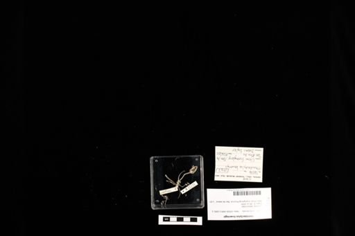 Hemidactylus bowringii