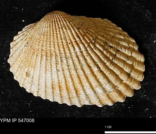 Scapharca transversa