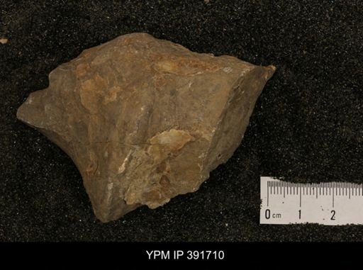 undet. Ammonoidea