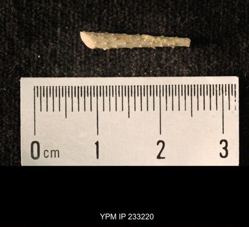 Archaeocidaris sp.