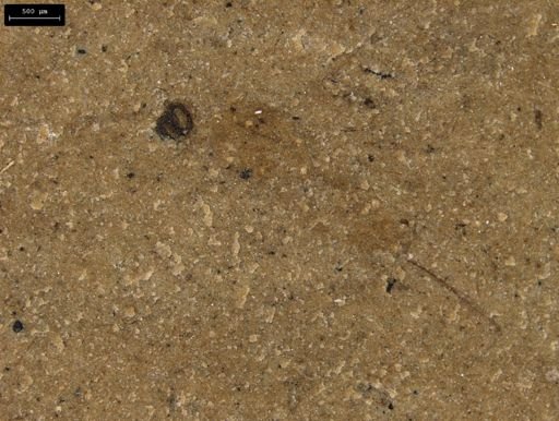 undet. Ichneumonoidea