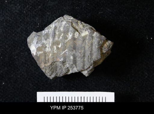 Scaphitidae