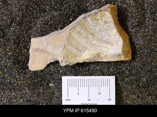 Inoceramus sp.