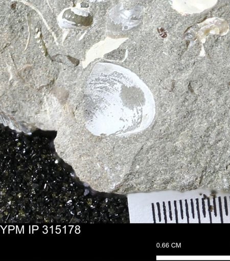 undet. Bivalvia