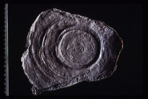 Cyclomedusa gigantea