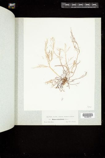 Hypnea musciformis
