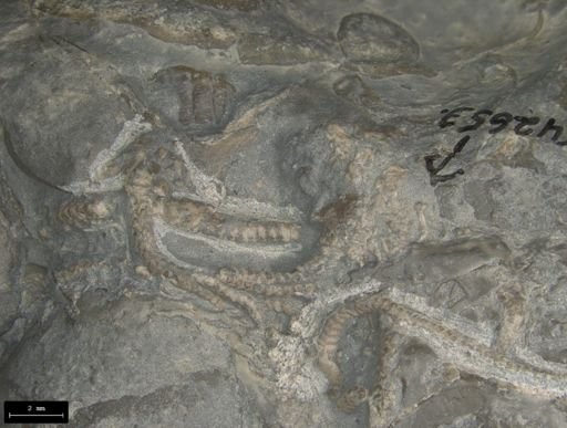 Aplocoma damesii