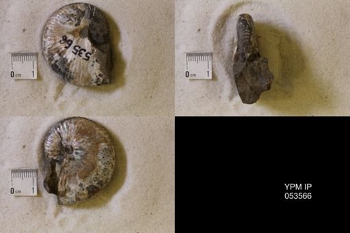undet. Scaphitidae