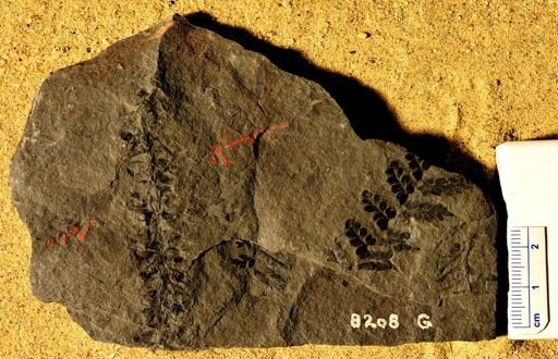Lepidostrobus gracilis