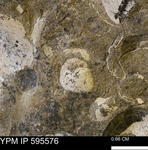 Protocardia sp.