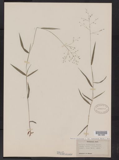 Panicum dichotomum