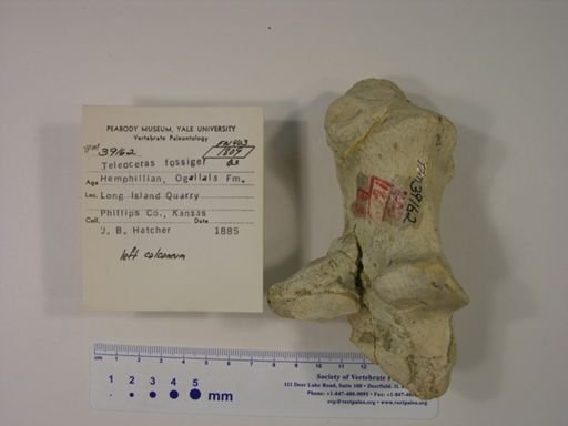 Teleoceras fossiger