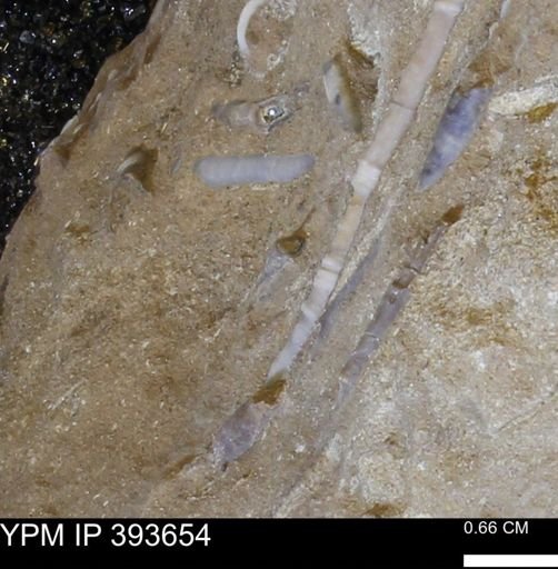 undet. Serpulidae