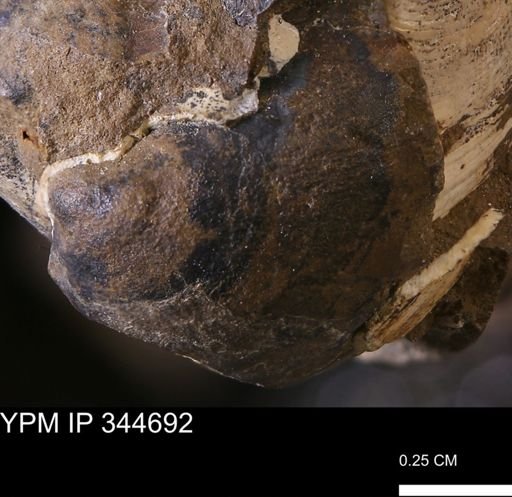 undet. Bivalvia