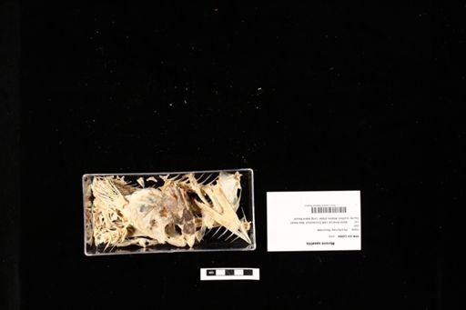 Morone saxatilis
