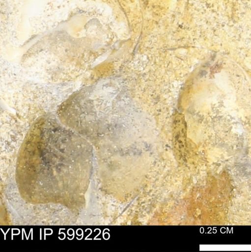 undet. Bryozoa