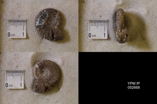 Hoploscaphites comprimus