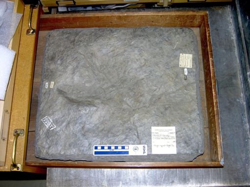 Eubrontes cf. divaricatus