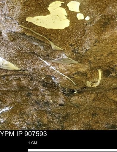 undet. Mollusca