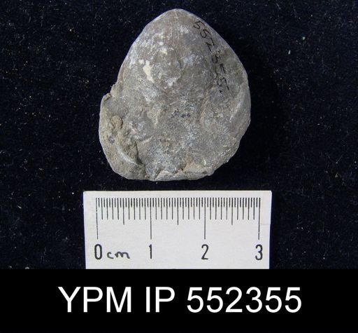 undet. Rhynchonelliformea