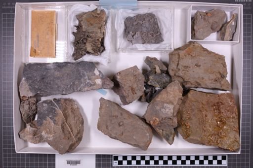 mixed taxa, stratigraphic collection